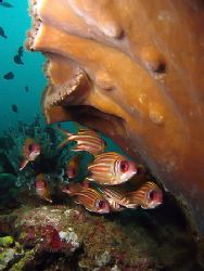 Gathering! Taken In Redang Island, Malaysia with Canon S80. by Ed Eng 